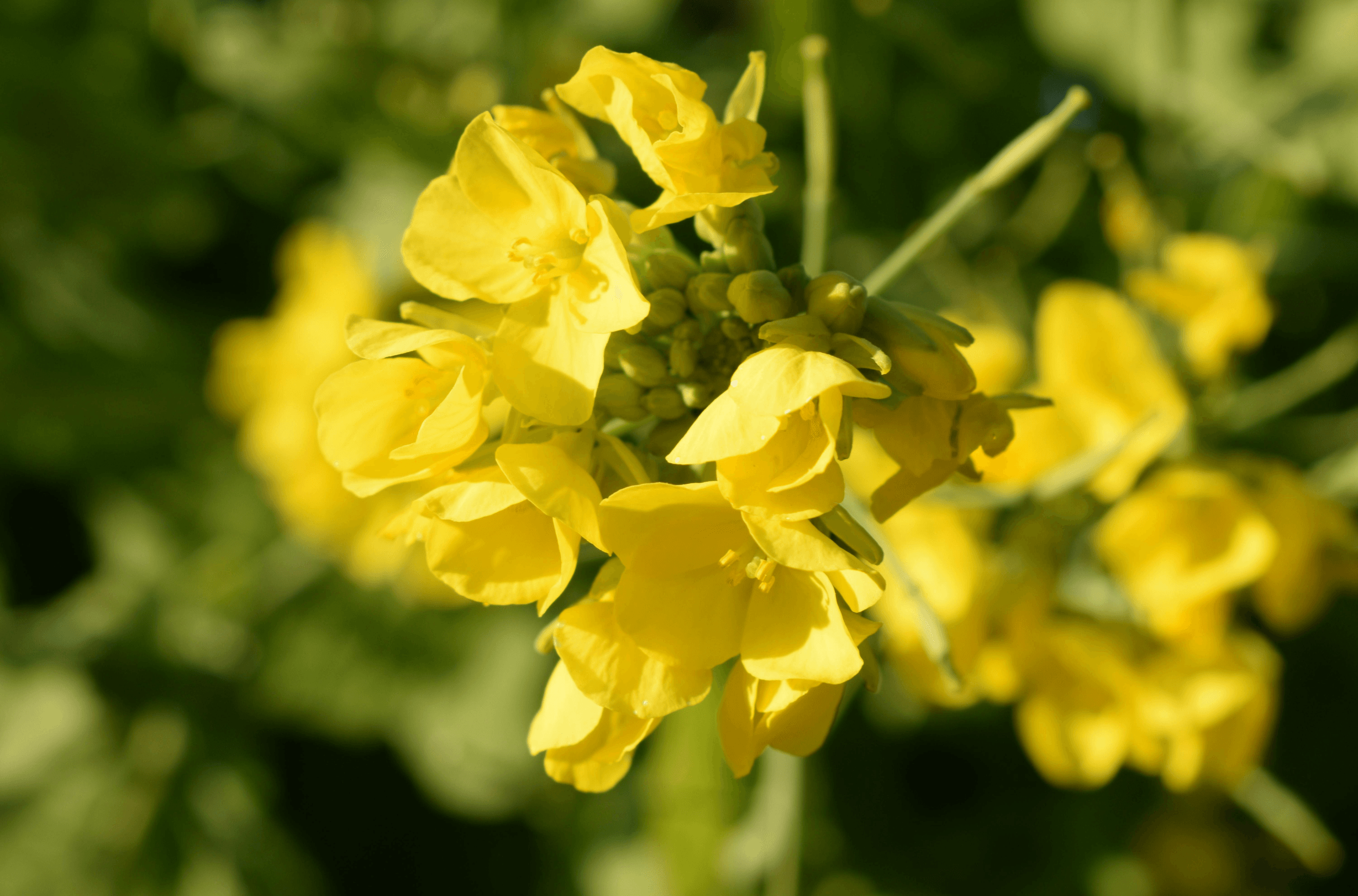 Jak rozpoznać gnatarza rzepakowca?