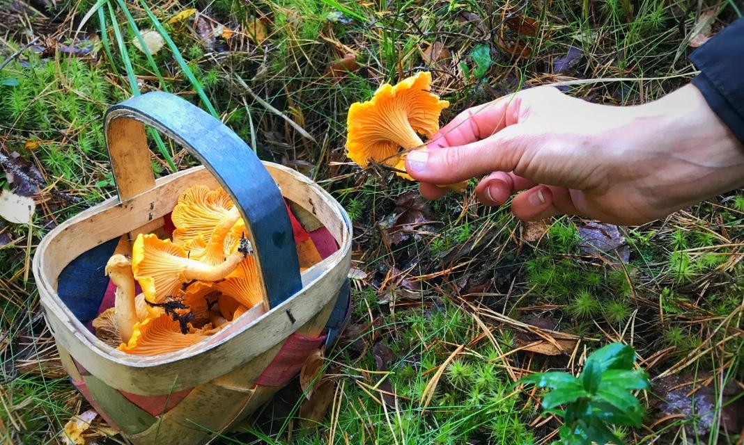 Sezon grzybobrania w Kotli: Mieszkańcy wyruszają do lasów w poszukiwaniu ulubionych grzybów